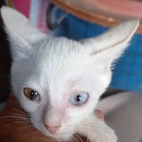 ลูกแมวขาวมณี ตาสองสี ตัวเมีย อายุประมาณ 2เดือน 