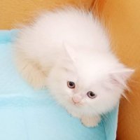 ขายลูกแมวเปอร์เซียแท้ เมีย ขาวล้วน ขนฟู ไม่มีโรค พระรามสอง ซอยเทียนทะเล20