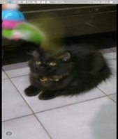 [ขาย]ลูกแมวเปอร์เซียแท้ เกรดPET เกรดเลี้ยงเล่น แมวมงคล หล่อๆ สีดำอมน้ำตาลเข้ม เพ...