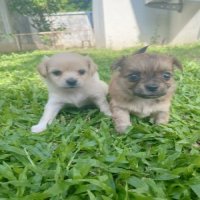 ชิวาวาขนยาวเพศเมีย 3700 บาท