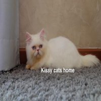 ลูกแมว Exotic lh ขนยาว สีขาว ตาสีฟ้า เพศชาย 3900