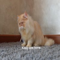 ลูกแมว เปอร์เซีย สีส้ม-ขาว เพศชาย 3900