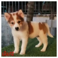 พร้อมส่งเพศเมีย6ตัว​ สวย​ น่ารัก​ ทำวัคชีนให้พร้อมใบเพ็ค​ ส่ง​ฟรี​กทม, ปริมณฑล​