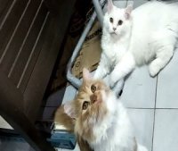 [ขาย]ลูกแมวเปอร์เซียแท้ เกรดPET เกรดเลี้ยงเล่น แมวมงคล หล่อๆสวยๆ สีขาวตาสีฟ้า,สี...