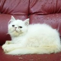 ขายลูกแมวเปอร์เซียสีขาวน่ารักเพศเมีย4000บาท
