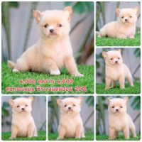 ชิวาวาผสมปอม 20% หย่านมแล้วพร้อมย้ายบ้าน