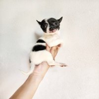ชิวาวา ขนสั้น เพศเมีย วัคซีนแล้ว