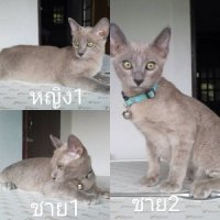 ลูกแมว Thai Burmese ชาย 2 หญิง 1