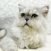 ขายลูกแมวชินชิล่า สีซิลเวอร์เฉด เพศผู้ 5 เดือนกว่า วัคซีนแล้ว.