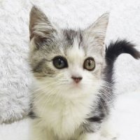 ขายลูกแมวสก็อตติชโฟลด ไวท์แท็บบี้ เพศผู้ 2 เดือน
