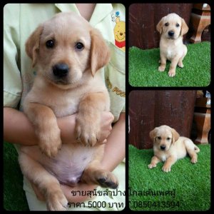 Sale โกลเด้นเพศผู้ตัวสุดท้ายน่ารักแข็งแรงเพียง 4500 ตัวสุดท้าย