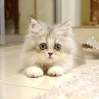 ขายลูกแมวเปอร์เซีย สีขาวเทา เพศผู้ 2 เดือนกว่า วัคซีนแล้ว