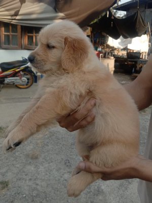 ลูกโกลเด้น