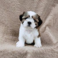 ชิสุ มีเก็บปลายทาง idline::happyshihtzu4289