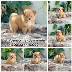 ปอมผสมชิสุ เพศเมีย สีส้มตัวเล็ก สุขภาพแข็งแรงพร้อมย้ายบ้าน