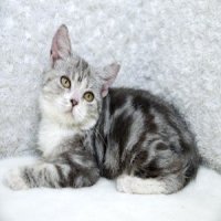 ขายลูกแมวสก๊อตติชโฟลด์ สีไวท์แอนด์ซิลเวอร์ เพศผู้ 3 เดือนกว่า