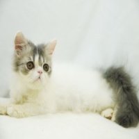 ขายแมวเปอร์เซีย สีแวนขาวเทา เพศเมีย 3 เดือน