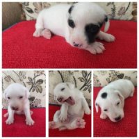 ขายน้องแจ๊ค 4ตัว เกิด18/3/65 ครับ ติดต่อตี๋ 0953839768 line /0925146210 ขอบคุณคร...