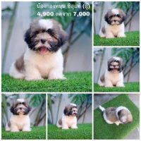 ชิสุแท้ มาร์คสวย ขนแน่น พร้อมย้ายบ้าน ฟรีวัคซีน