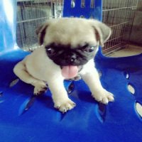 ขายลูกปัก