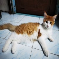 แมวเมนคูน เพศผู้ สีส้มขาว อายุ4เดือนครึ่ง