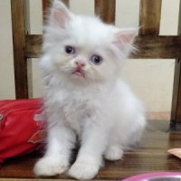 ขายลูกแมวเปอร์เซียแท้เพศผู้ตาสีฟ้า พระประแดง สุขสวัสดิ์ 