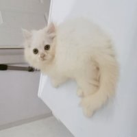 เปิดจองลูกแมวเปอร์เซียแท้น่ารักสีขาวเมีย​ พระรามสองเทียนทะเล20​ ย้ายได้8​ พ.ย.64