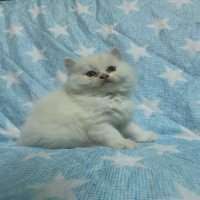 ลูกแมวเปอร์เซียสีขาว (เพศชาย)
