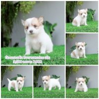 ชิวาวาผสมปอม น่ารัก ขี้อ้อน สุขภาพดี พร้อมย้ายบ้าน