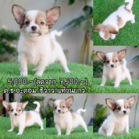 ชิวาวาแท้เพศผู้ ขนยาว ฟรีวัคซีนพร้อมย้ายบ้าน