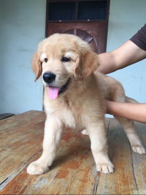 ลูกสุนัขโกลเด้น ตัวเบิ้มๆ ทางนี้เลยจ้า