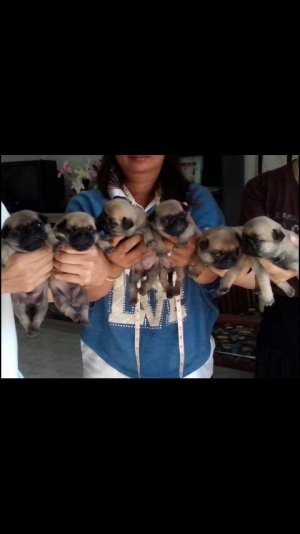 เปิดจองปั๊กแท้  ผู้2เมีย4  ราคา5,500 