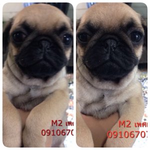 น้องปั๊ก เพศผู้ ต้วสุดท้าย 5500 ส่งฟรี