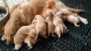 ขายลูกโกลเด้นอ้วนๆน่ารักๆ ผู้ 4 เมีย 4