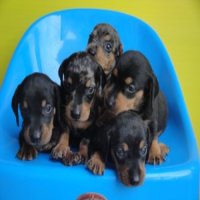 ขายลูกสุนัขดัชชุนด์สี black tan สายพันธ์แท้