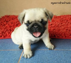 ลูกปั๊กครับ อ้วน เตี๊ย เพศเมีย น่ารักครับ