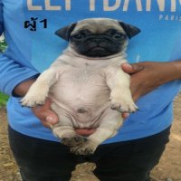 ปั๊ก อ้วน อ้วน เพศผู้ 3 ตัว เพศเมีย 1 ตัว Pruku Dogster บ้านของคนรักสุนัข