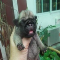 มีลูกปั๊ก เมีย 3 ผุู้ 1 ราคา 5500 สนใจจองได้