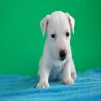 ลูกแจ็ค รัสเซล เทอเรีย (jack russell terrier) เพศผู้ น้องจากัวร์ update 2016-11-...