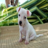 ลูกแจ็ค รัสเซล เทอเรีย (jack russell terrier) เพศเมีย น้องบีเอ็ม update 2016-11-...