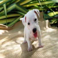 ลูกแจ็ค รัสเซล เทอเรีย (jack russell terrier) เพศเมีย น้องเปอโย update 2016-11-1...