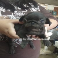 น้องปั๊กดำเพศผู้ พร้อมย้ายบ้าน 4500 บาท