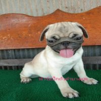 น้องหมาปั๊กสีฟร้อน - ดำ หญิง พร้อมย้ายบ้าน เบาๆ