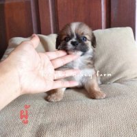 ชิวาวาขนยาว