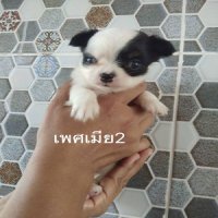 ขายลูกสุนัขชิวาวาอายุ 35 วัน