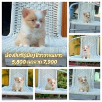 ชิวาวาแท้ ขนยาวตัวจิ๋ว พร้อมย้ายบ้าน