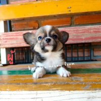 ชิวาวาขนยาว ผู้