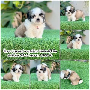 ชิสุแท้ ฟรีวัคซีน ถ่ายพยาธิ พร้อมย้ายบ้านมีบริการส่ง