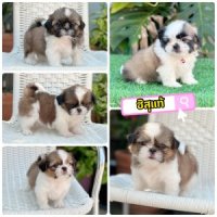 ชิสุแท้ สามสี มาร์คสวยพร้อมย้ายบ้าน