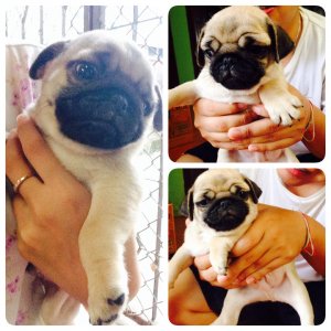 น้องปั๊ก ริงเกิ้ลล้นๆ เพศผู้ 6000 สนใจติดต่อ0910670793